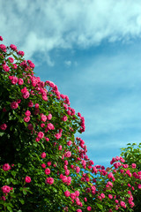 Fototapeta premium Green bush with bright pink roses on a background of a blue sky with clouds. Beautiful pink roses in the summer garden. Background with many pink summer flowers.