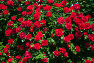 Bright red roses with buds on a background of a green bush after rain. Beautiful red roses in the summer garden. Background with many red summer flowers.