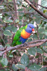 Lonely rainbow parakeet on a tree branch in captivity