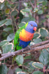 Lonely rainbow parakeet on a tree branch in captivity