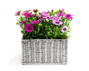 Group of colorful daisy flowers in white wicker basket isolated on white