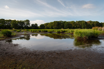 Obraz na płótnie Canvas wetland in the natural park of saint lyphard