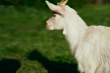 portrait of a goat