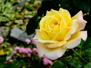 wild and garden plants, flowers, trees