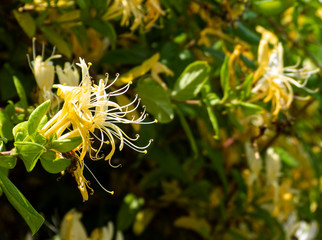 wild and garden plants, flowers, trees