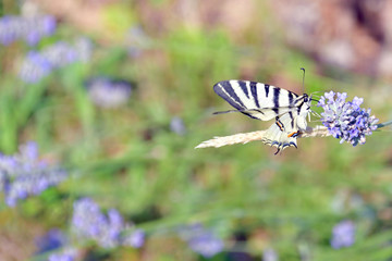 Il macaone striato di nero ,vola sui fiori della lavanda
