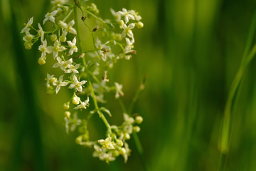 .Small white flowers of hedge bedstraw or false baby's breath (Galium mollugo) close up. Medicinal herb
