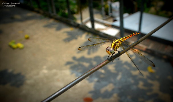 foring on the rope