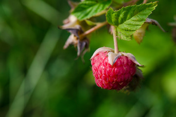 Red raspberry berry grows on a bush with green leaves