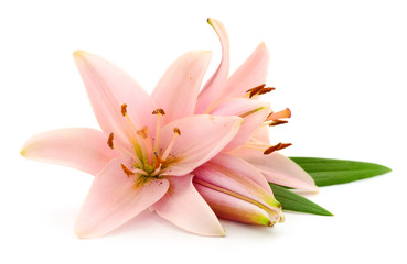 Fototapeta premium Two pink lilies.