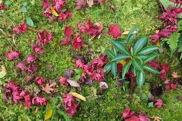 Japanese garden autumn