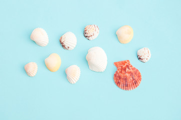 seashells on blue background