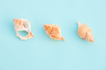 seashells on blue background