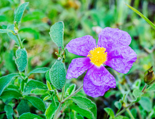 wild and garden plants, flowers, trees