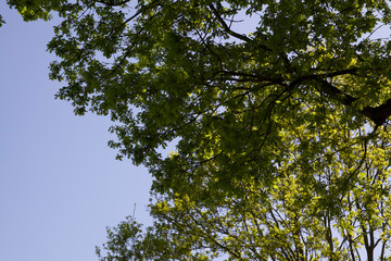 Fototapeta premium tree in the sky
