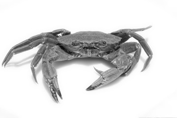 close-up of a Galician velvet crab on white background © Fernando
