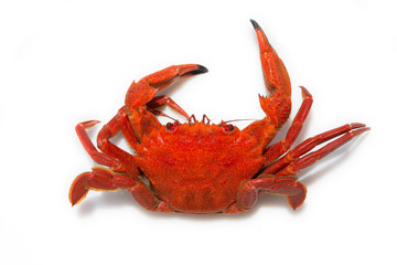 close-up of a Galician velvet crab on white background