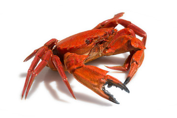 close-up of a Galician velvet crab on white background - obrazy, fototapety, plakaty