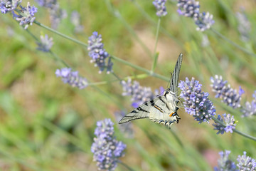 Il macaone striato di nero ,vola sui fiori della lavanda