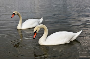 two white swans on the lake
