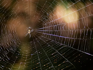 Orchard Orbweaver (Leucauge venusta) resting in spider web with dark nature blurred background.