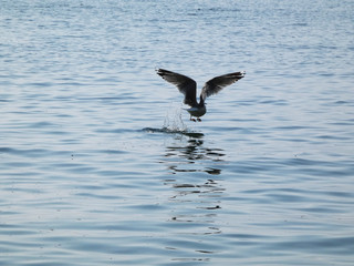 seagull in flight over the sea