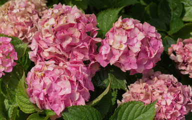 Pink-farbene Bauernhortensie im Garten