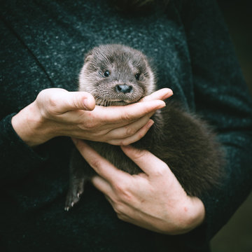 An Orphaned European Otter Cub On Hands