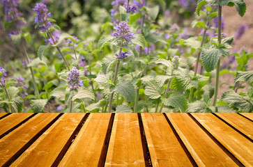 wooden shelf store with nature background