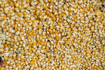 Overhead background view of healthy dried corn or maize kernels. Agriculture product taken at market in Izmir, Turkey.