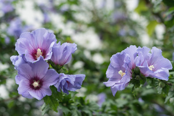 Lila Hibiskus-Blüten © tina7si