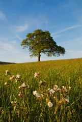 europe, UK, England, Surrey, solitary oak tree and wildflowers in field