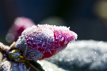 flower in snow