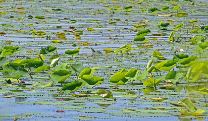 Lily pad landscape 