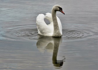 white swan on the lake