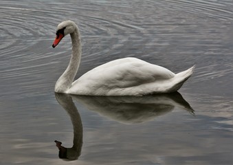 white swan on the lake