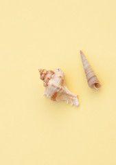 shells on yellow background