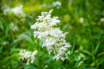 blue flowers in the garden