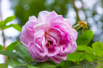 pink rose in the garden