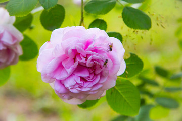 pink rose in the garden