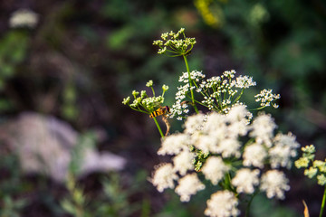 white flowers in the garden