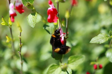 Bumble bee on flower