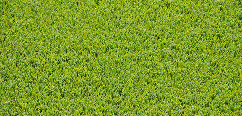A full frame close-up view of an area of an artificial lawn