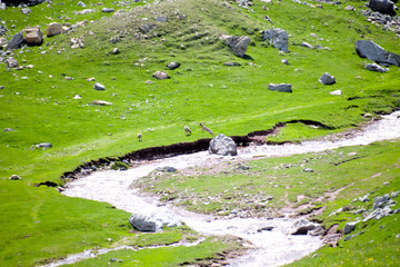goat jumping a river in the mountain