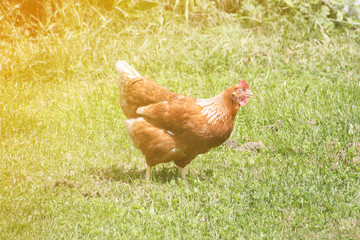 hen clucking over the grass with a crest