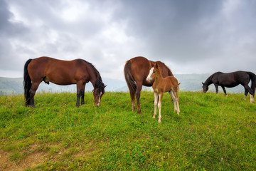 Fototapeta na wymiar Horses on the meadow in the mountains. Foggy morning pasture