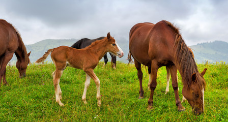 Obraz premium Horses on the meadow in the mountains. Foggy morning pasture