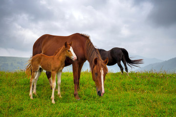 Fototapeta premium Horses on the meadow in the mountains. Foggy morning pasture