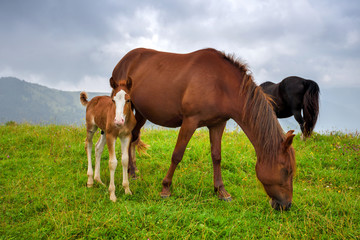 Naklejka na ściany i meble Horses on the meadow in the mountains. Foggy morning pasture