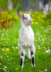 White baby goat standing on green lawn